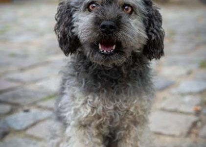 butchers dog food feeding guide
