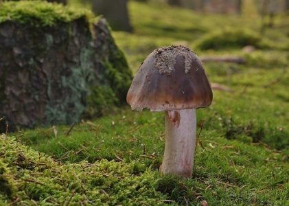 back to roots mushroom kit instructions